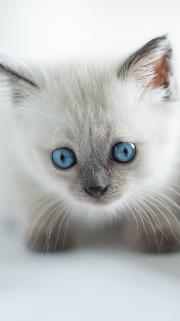 #Cat