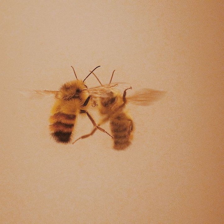 ʙ ᴇ ᴇ