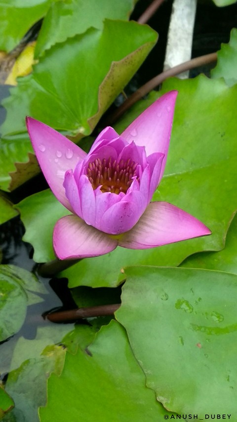 lotus, pink壁纸
