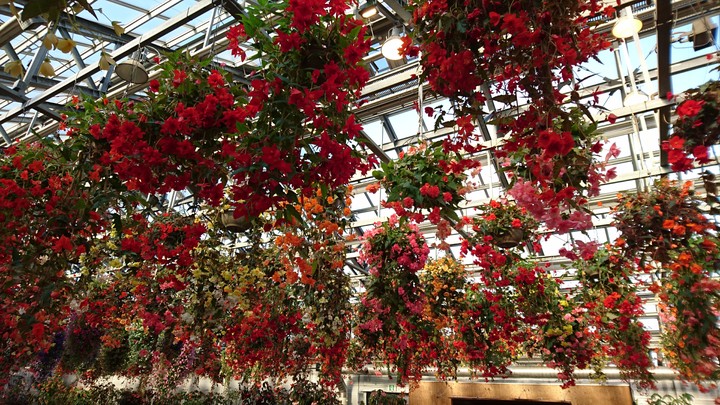Flower Garden
