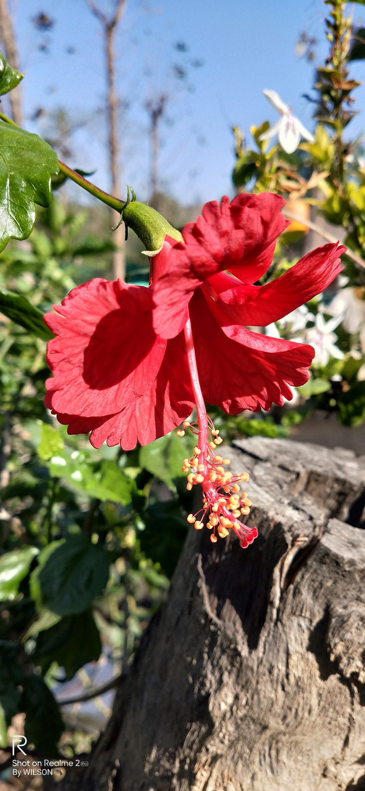 ufugflower