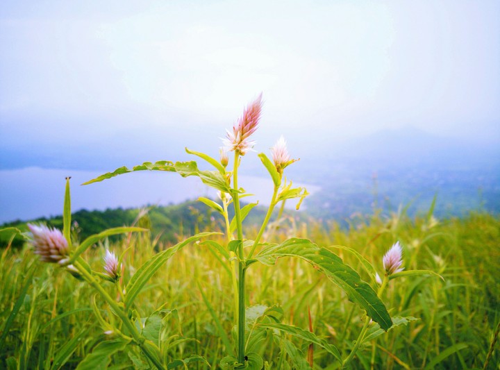 wild flowers