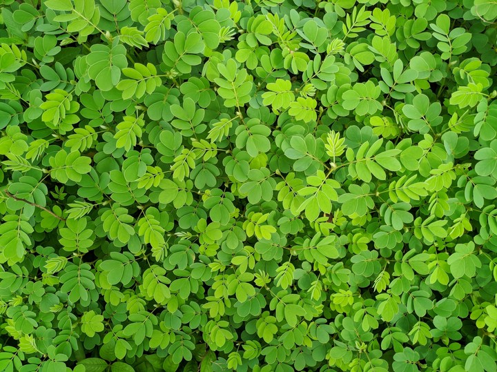Green Blanket