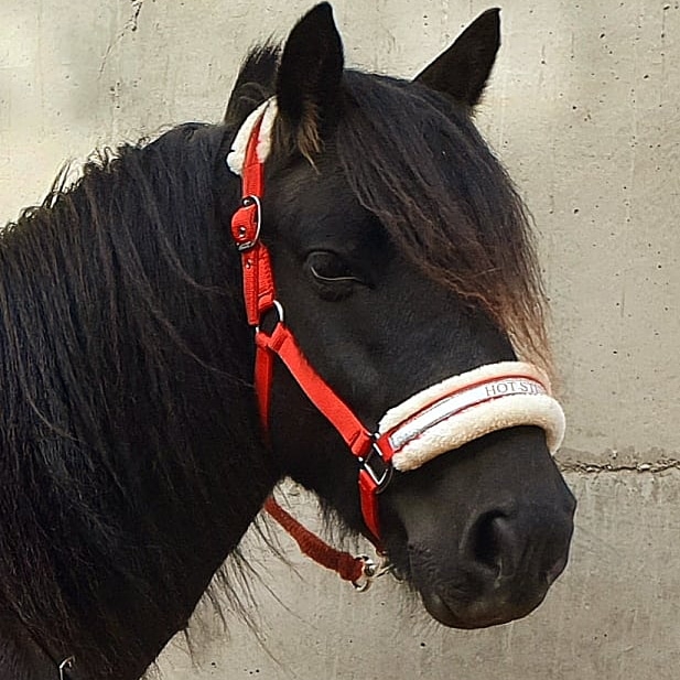 hot stuff horse