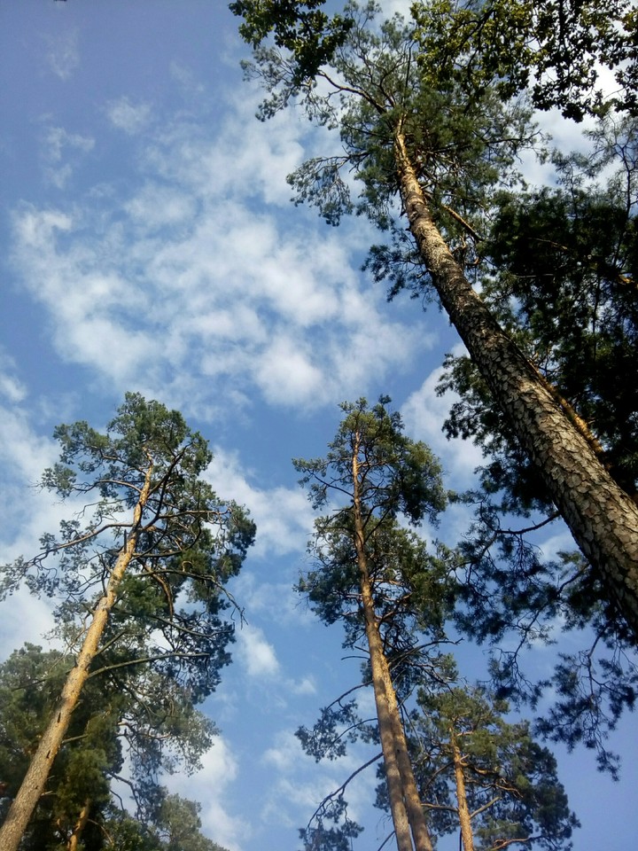 Сосны