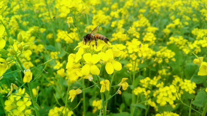 A Bee
