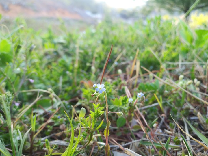 little blue flower