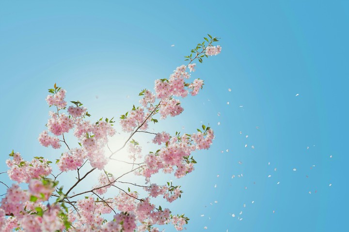 peach tree
