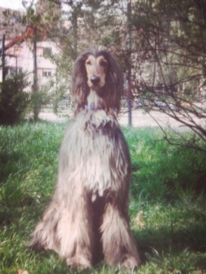 Afgan Hound - Tazy - Hrt - Galgo