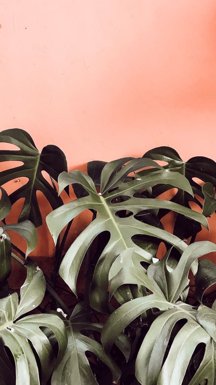 обои