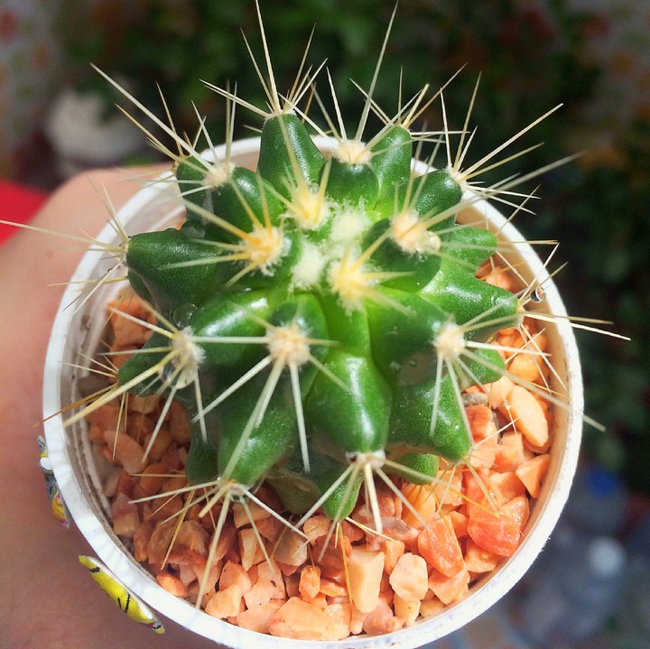 cactus