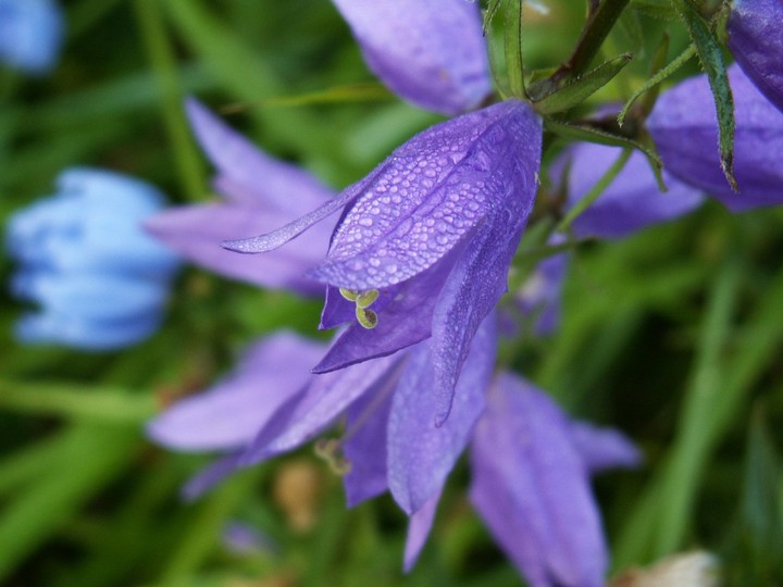 , Flowers