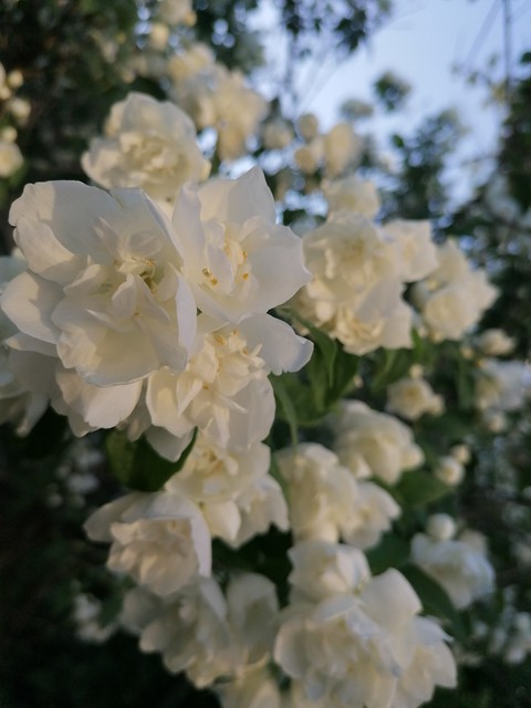 jasmine