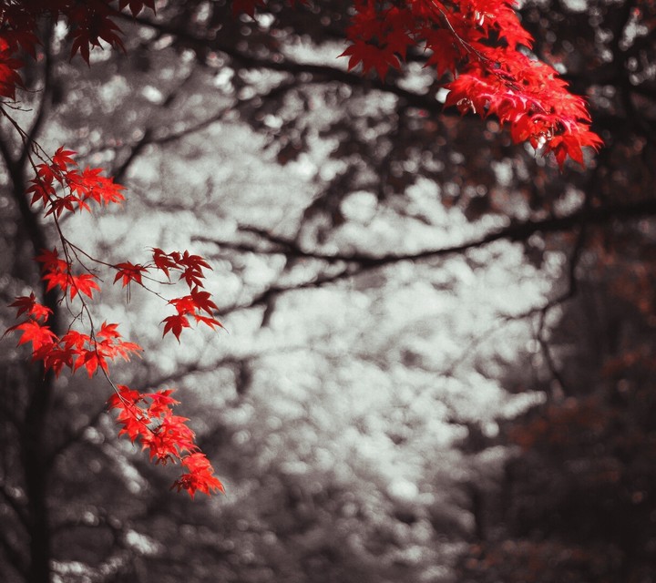 maple tree