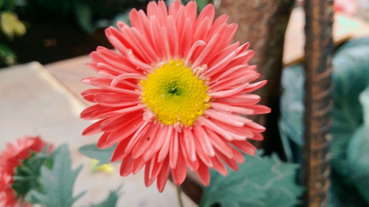 flower