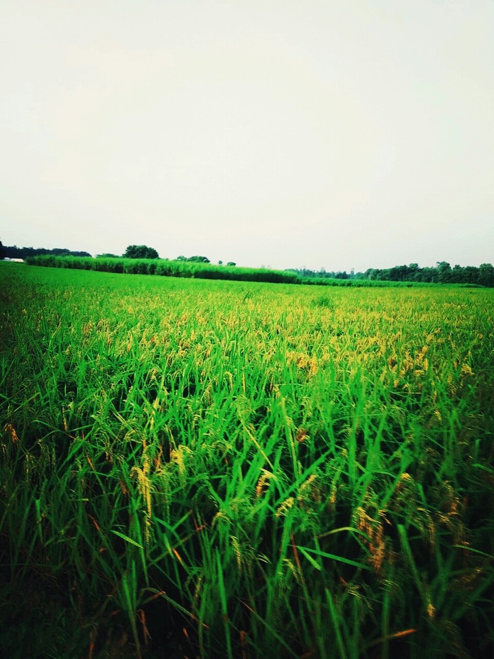 Field of paddy