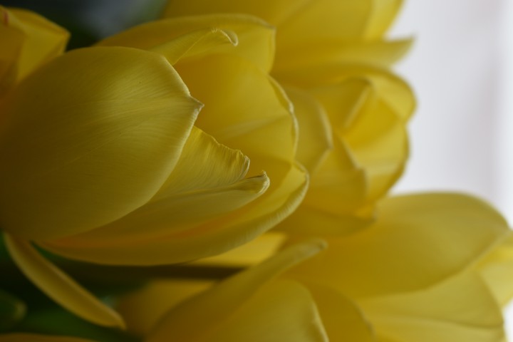 yellow tulips