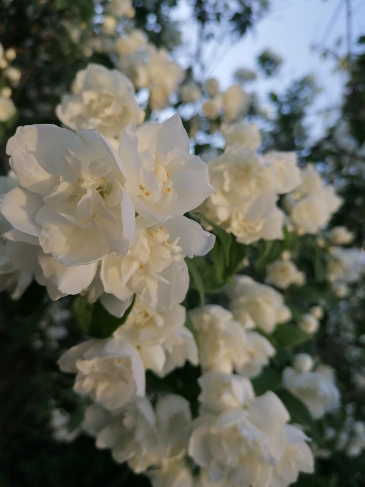 jasmine
