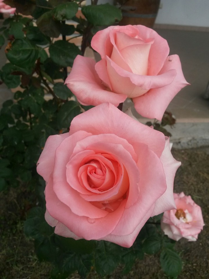 rose