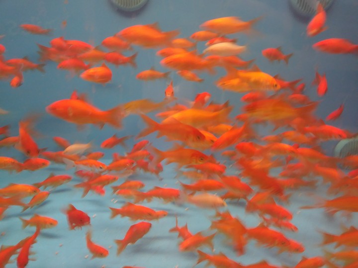 Fish