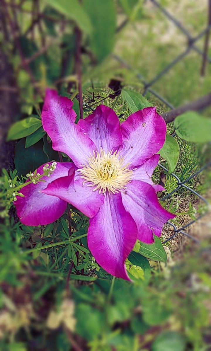 hope blooms