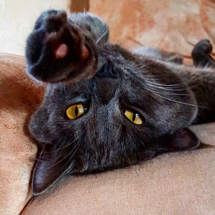 Котенька