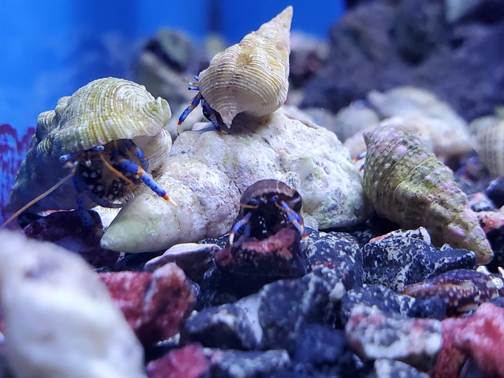 Blue hermit crabs