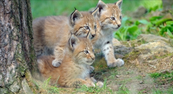 baby lion