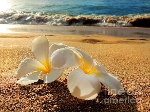 2 sandy flowers
