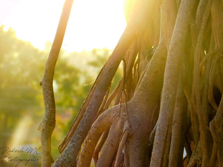 Banyan Tree