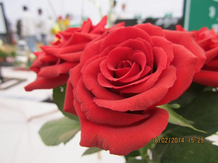 Red Rose