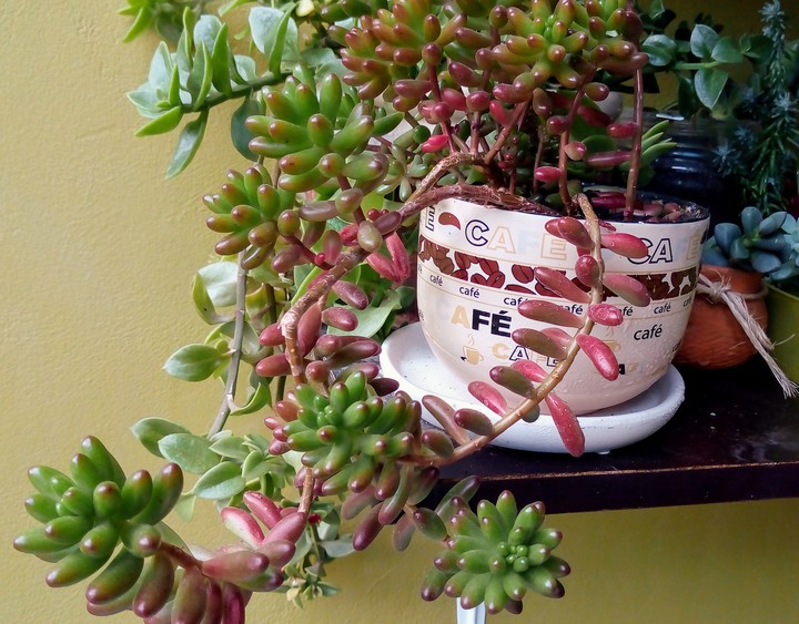 suculenta Sedum rubrotinctum