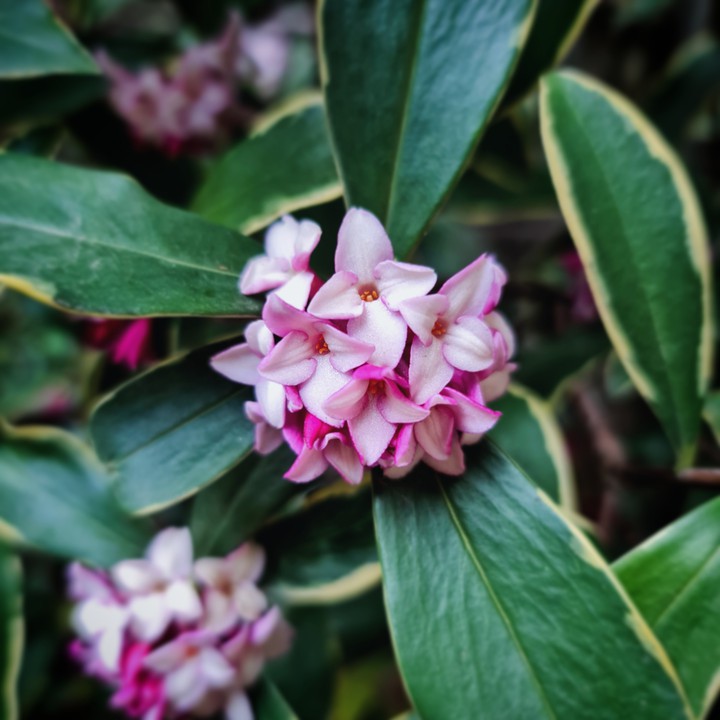 blossom