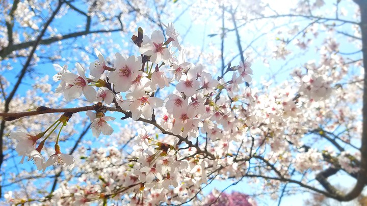 さくら