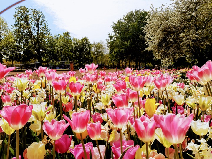 Tulips