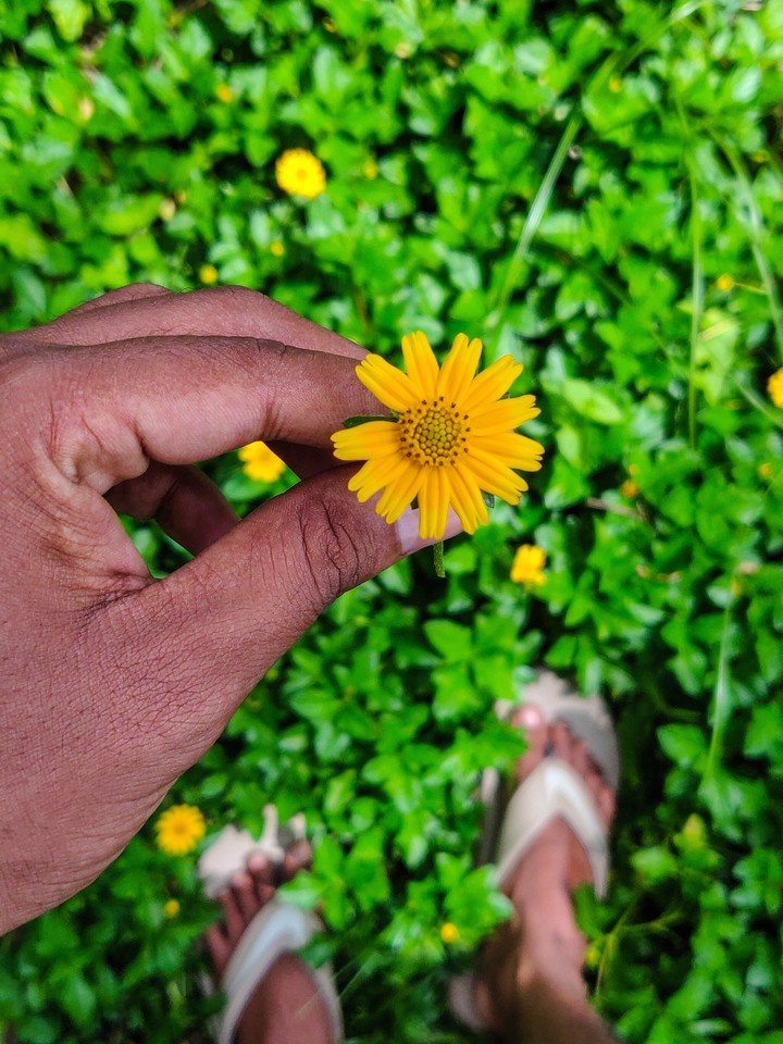 flower