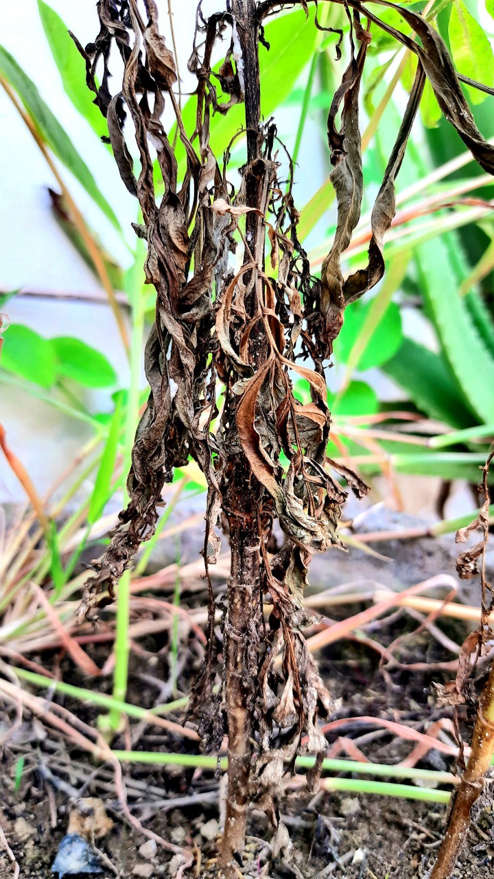 plant