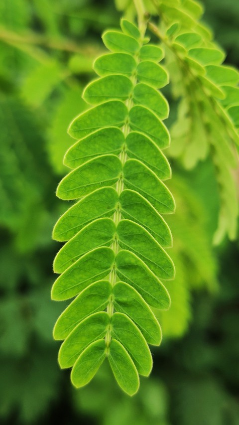 Beautiful Green Leaves