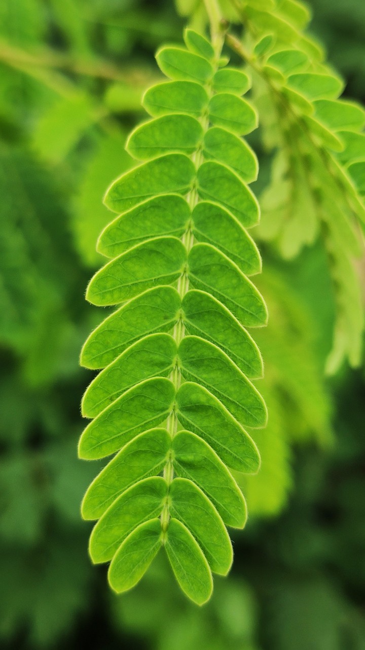 Beautiful Green Leaves
