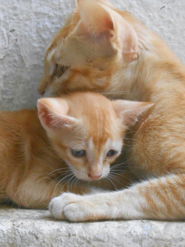 Mom n kitty