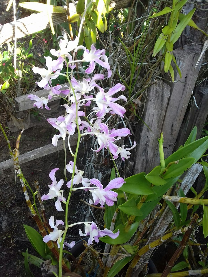 Suriname Orchids