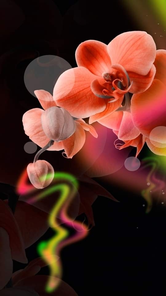 flores