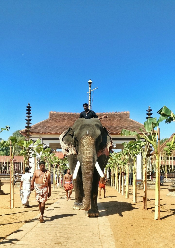 temple fest #elephant