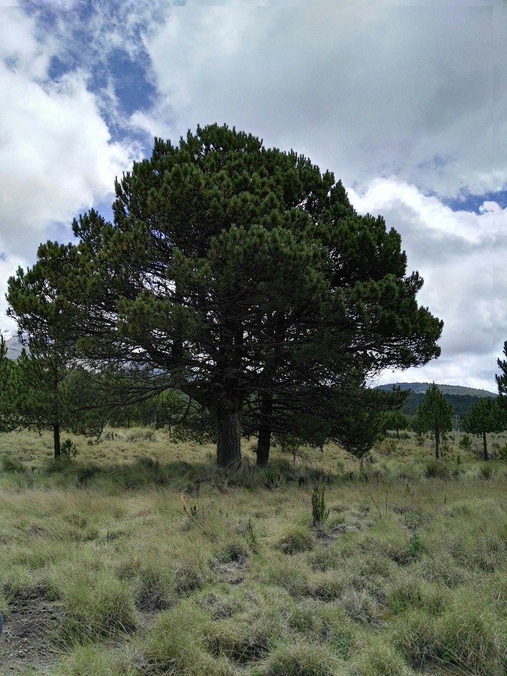 árbol