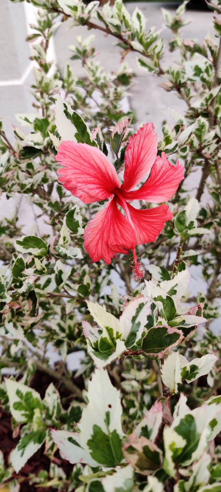 Pink Hibiscus