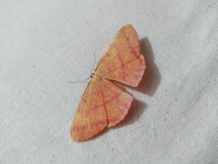 Eumelea in bed?
