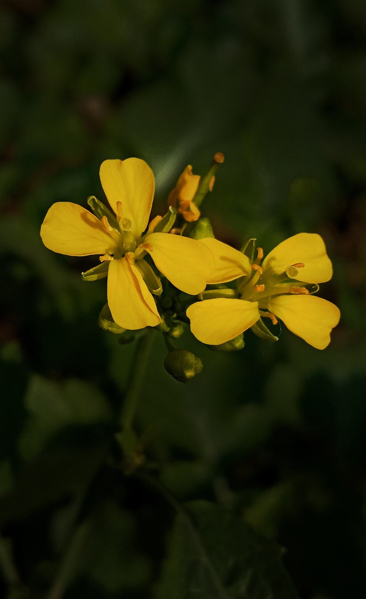 little flowers