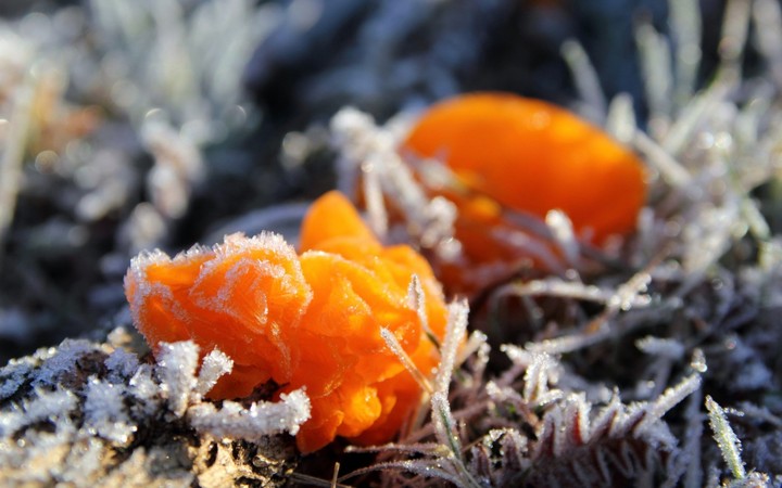 Frost fungi