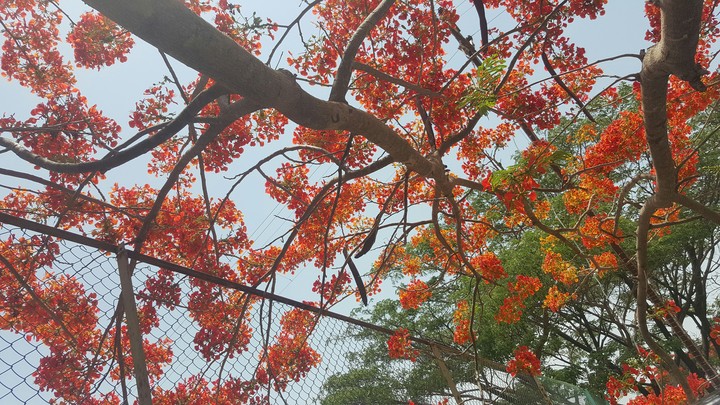 Red blossom