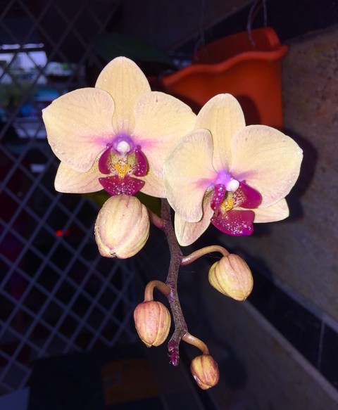 yellow blooms ..